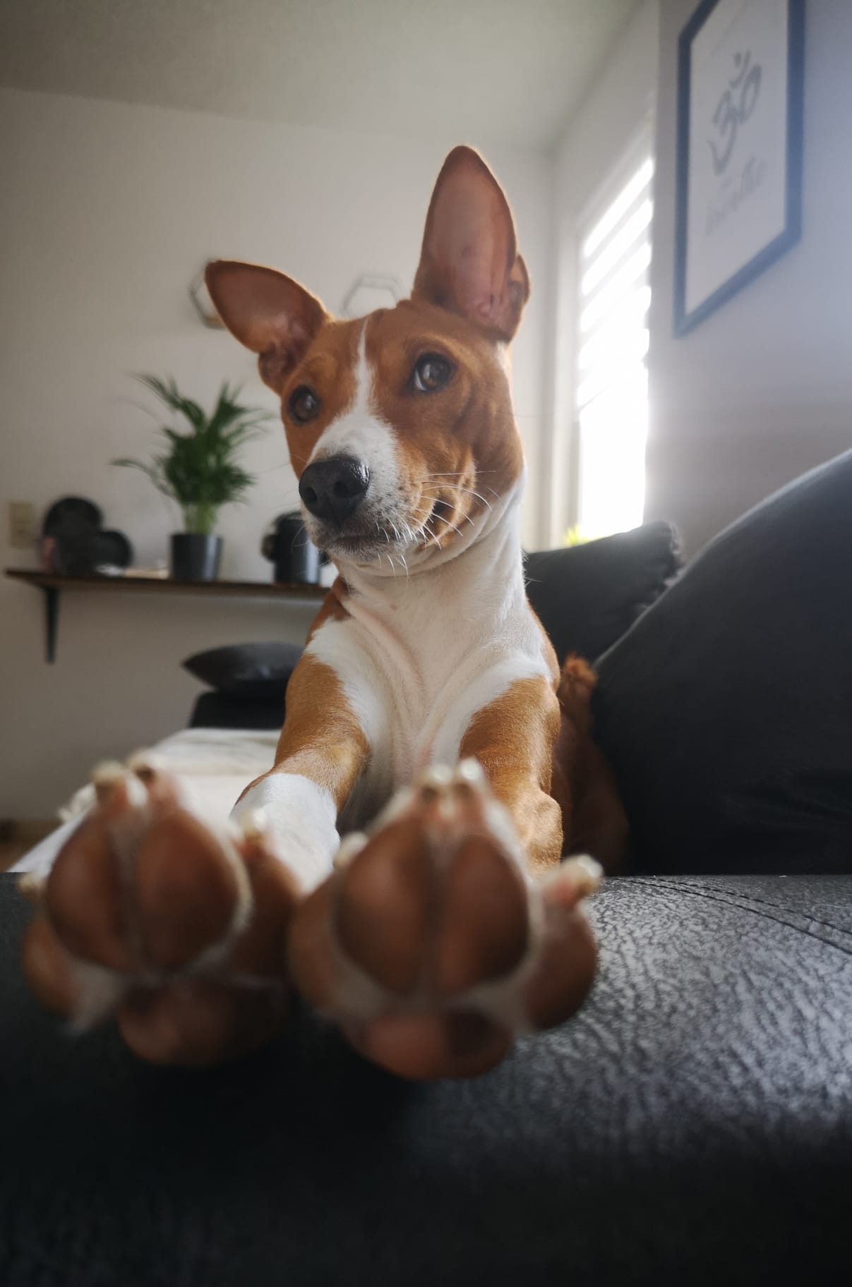 Basenji auf der Couch streckt die Pfoten