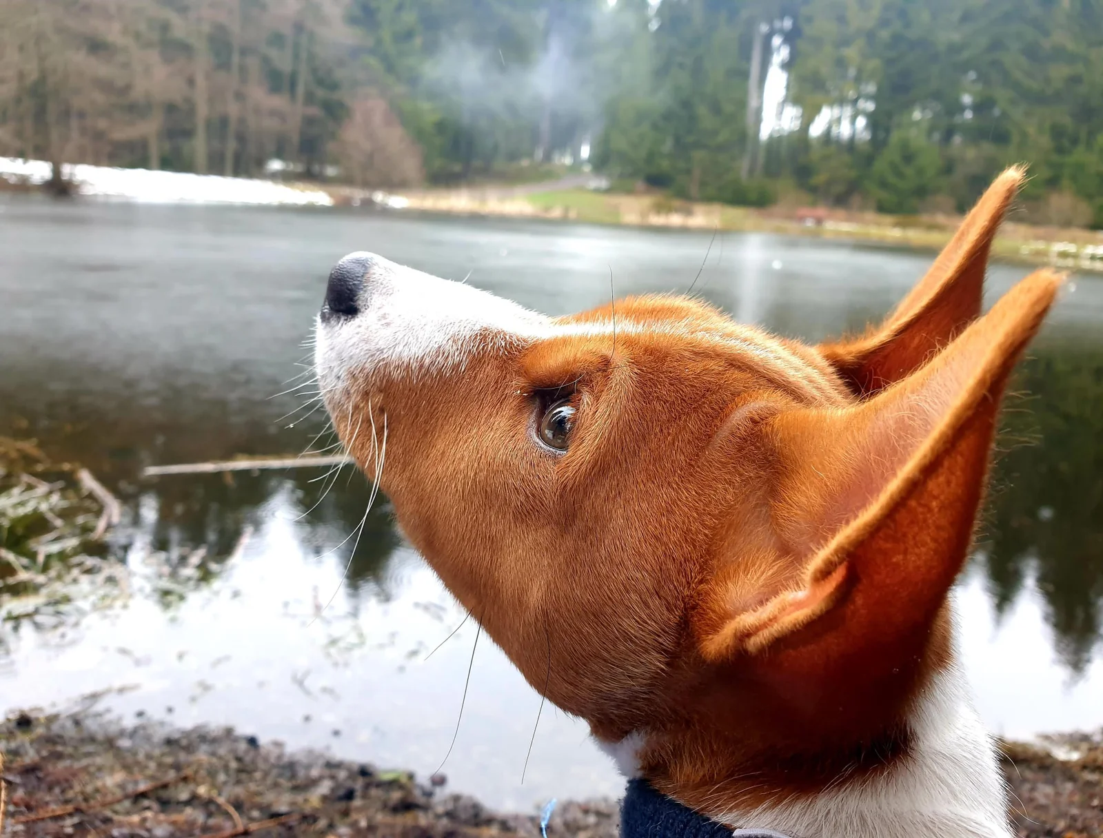 Basenji schaut am See in die Ferne
