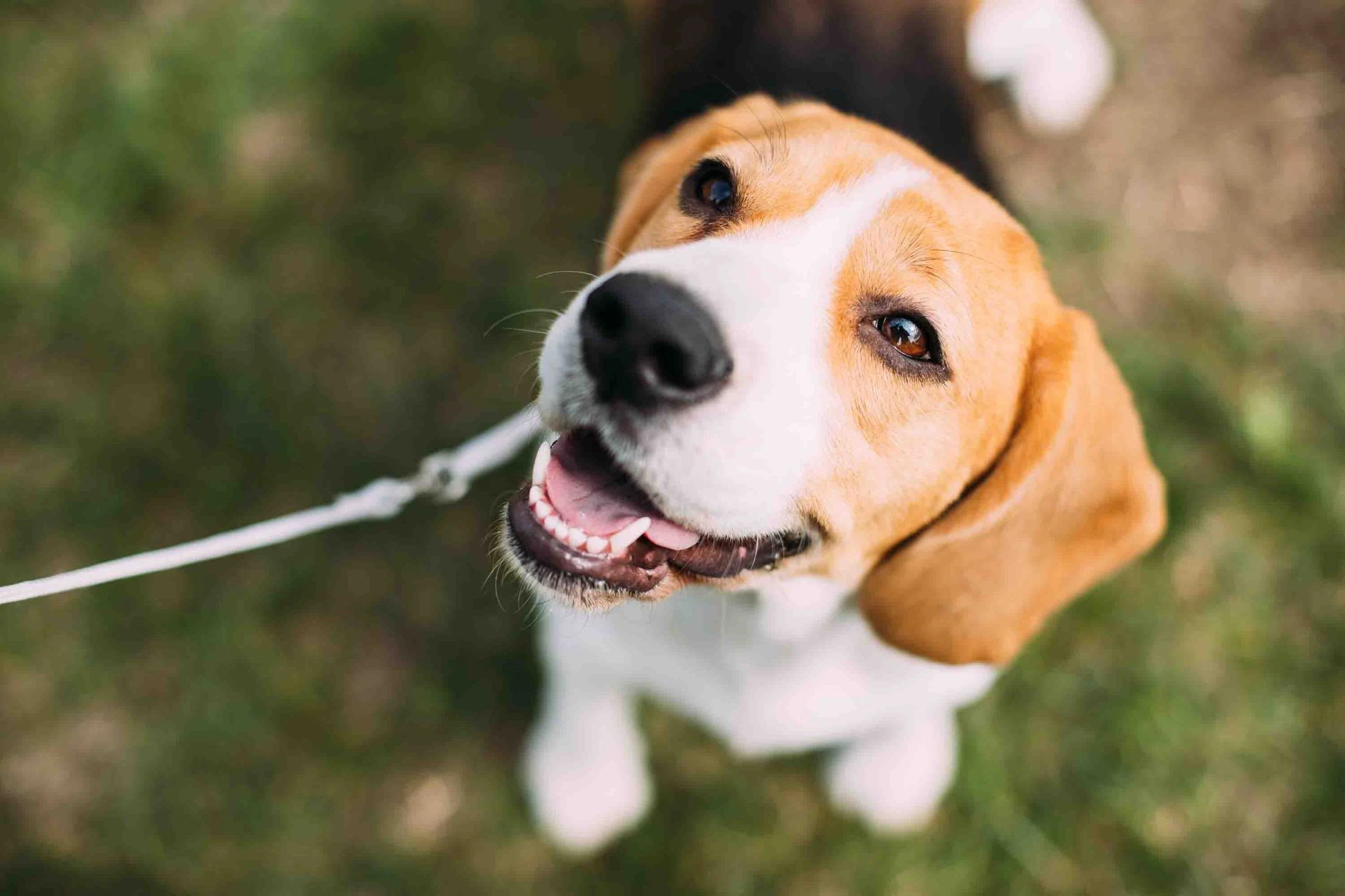 Fröhlicher Beagle an der Leine schaut aufmerksam nach oben – Hundeschule in Thüringen