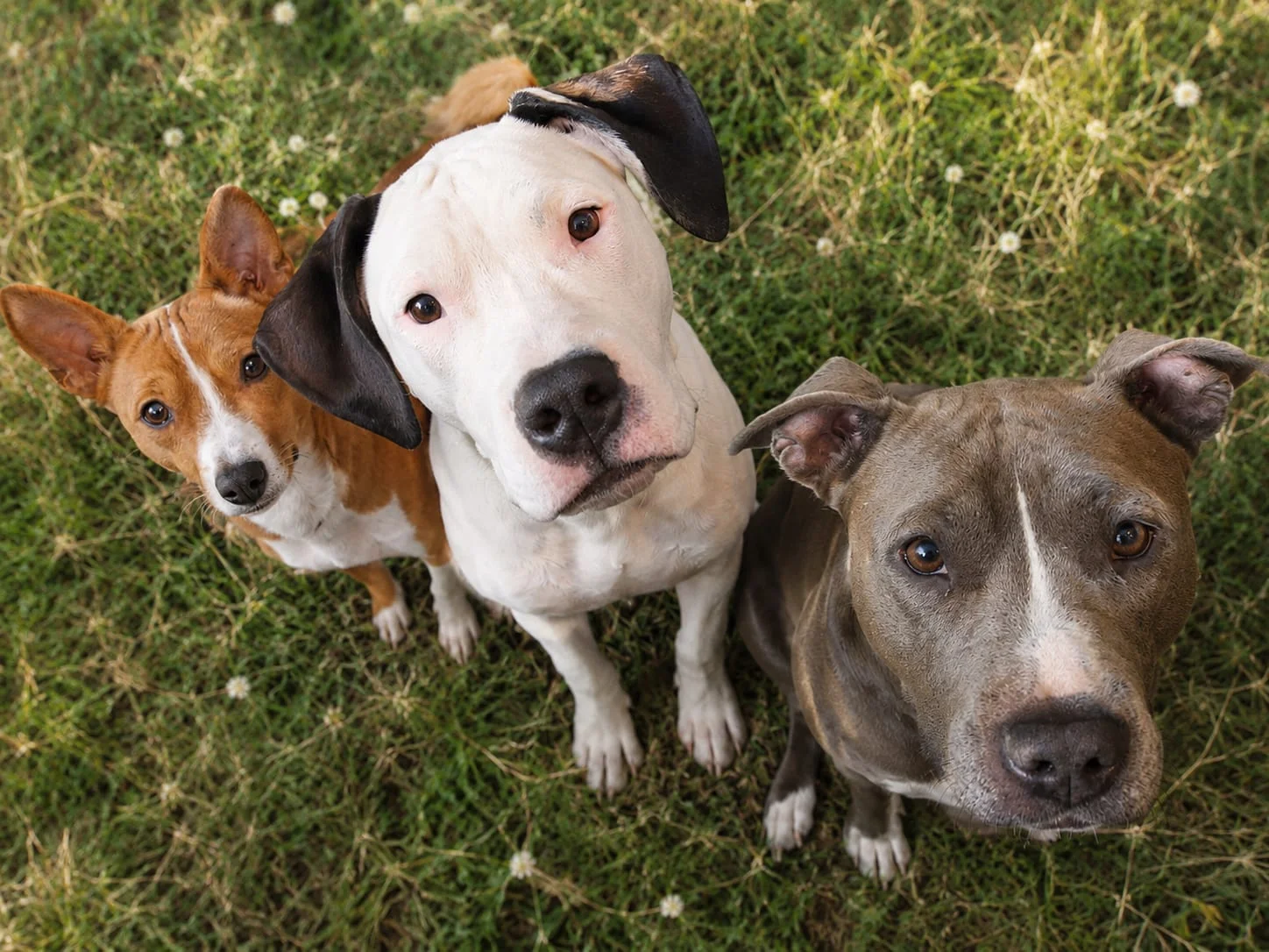Drei Hunde auf einer Wiese schauen in die Kamera